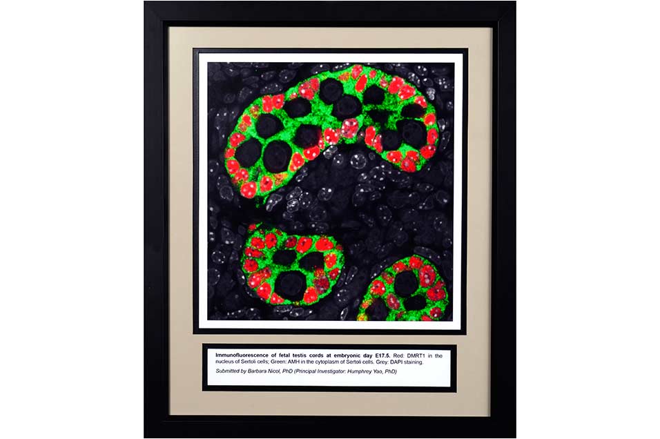 cell dyed with green and red pigment 