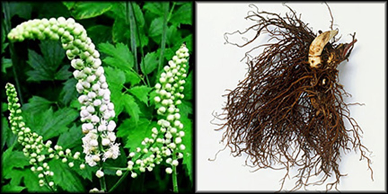 Black Cohosh Flower and Root