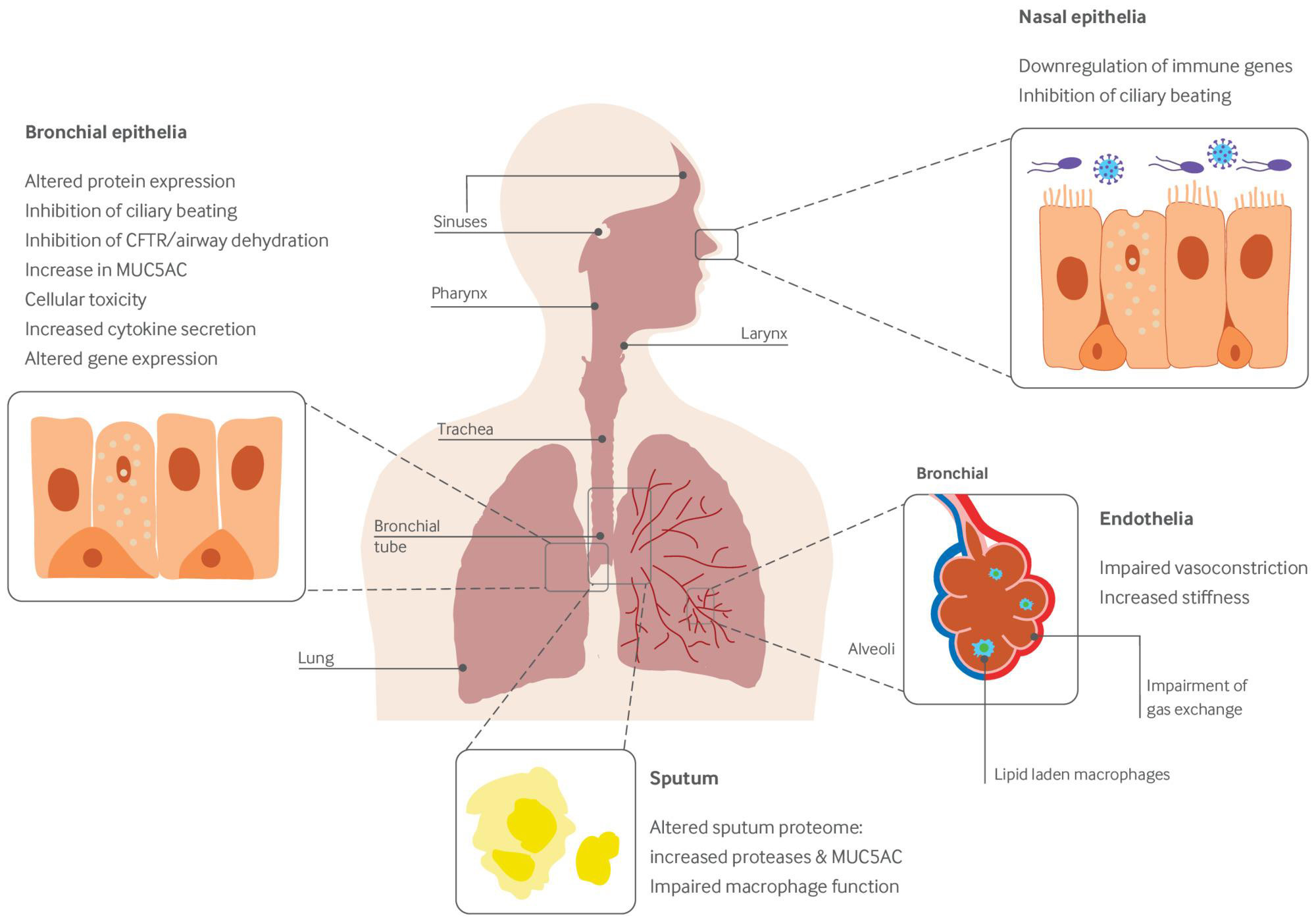 graphic of vaping’s widespread effects on the respiratory system