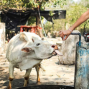 cow drinking water at a well