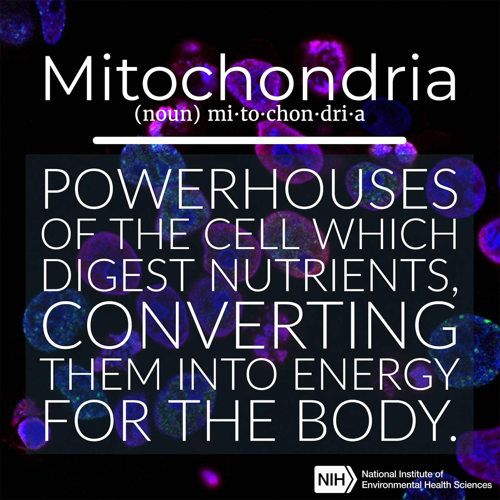 Mitochondria (noun) defined as 'powerhouses of the cell which digest nutrients, converting them into energy for the body.'