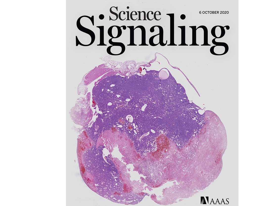Science Signaling cover, October 6, 2020