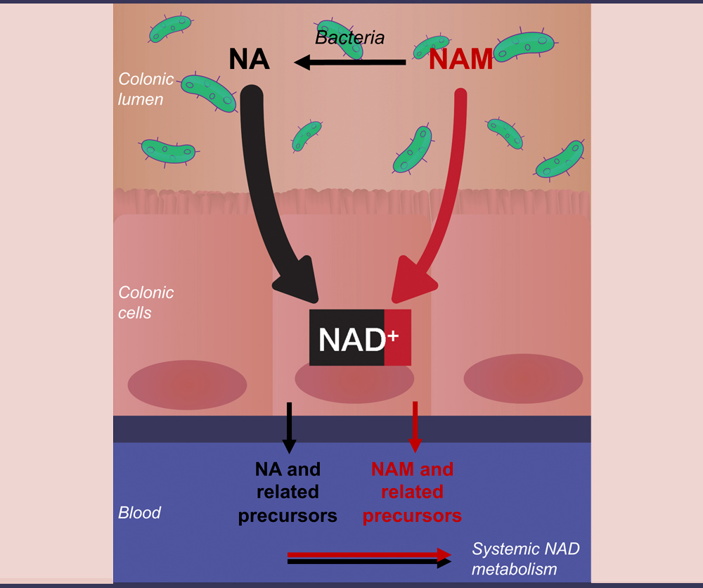 graphic of Nicotinamide (NAM), nicotinic acid (NA), and NAD