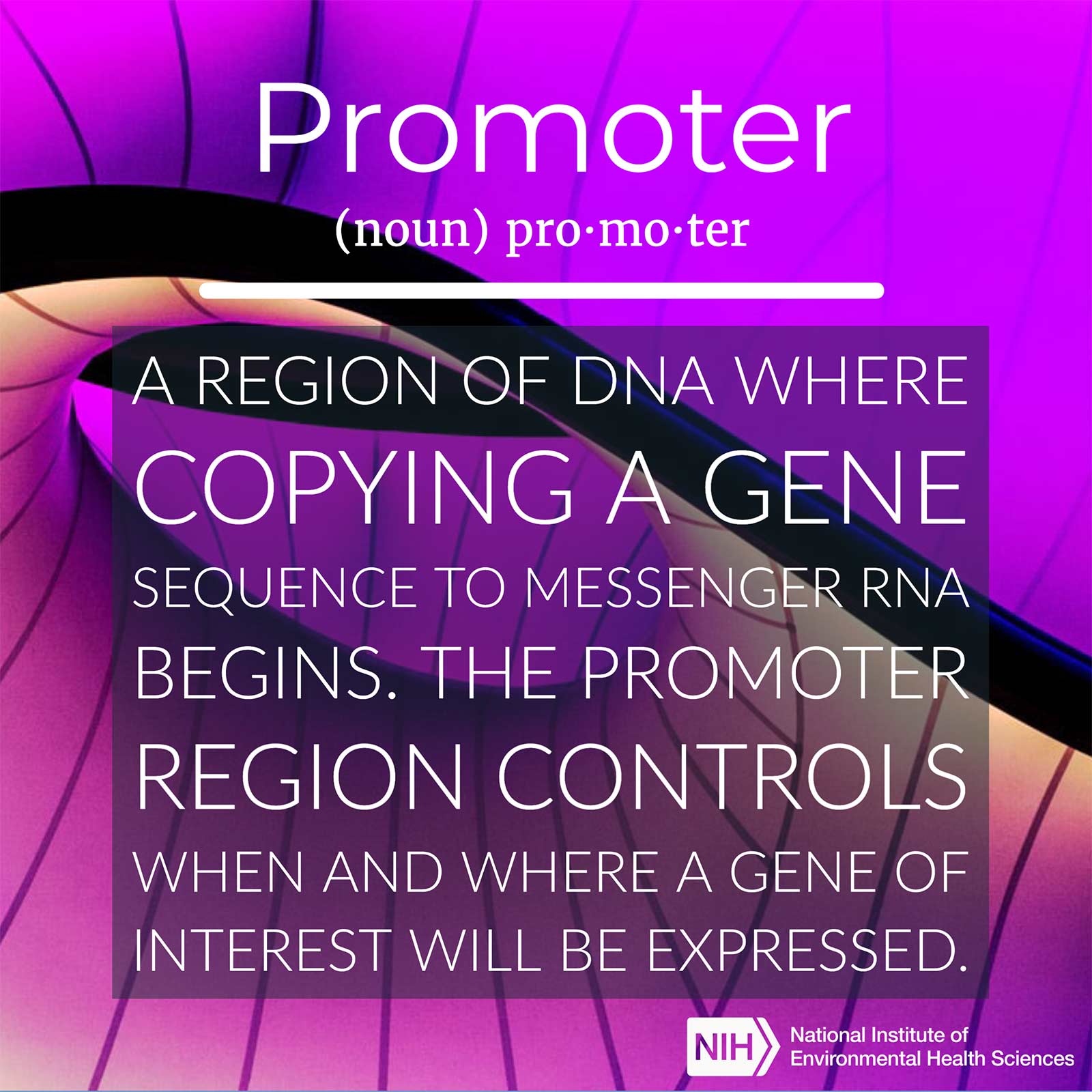 Promoter (noun) defined as 'a region of DNA where copying a gene sequence to messenger RNA begins. The promoter region controls when and where a gene of interest will be expressed.'