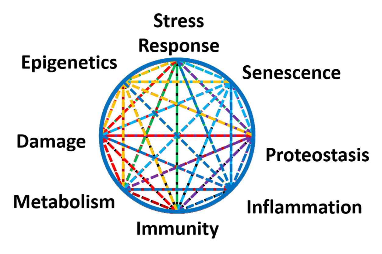 Stress Response, Senescence, Proteostasis, Inflammation, Immunity, Metabolism, Damage, Epigenetics labeled around a circle