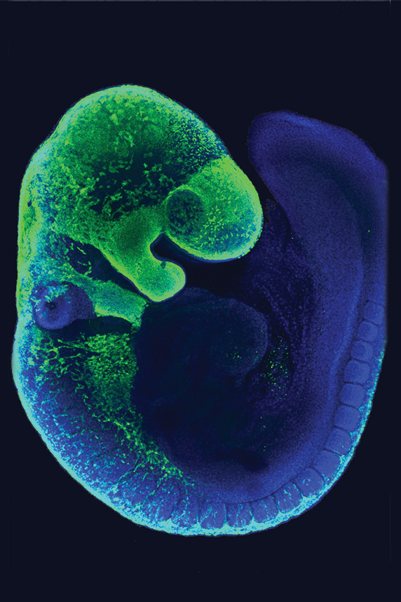 mouse embryo