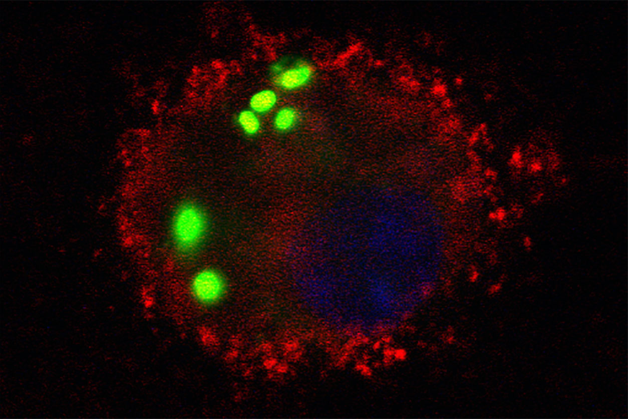 S. pneumoniae bacteria engulfed by a macrophage from a wild-type mouse