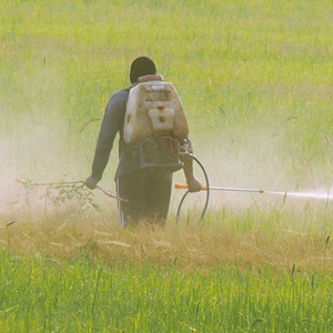 a person sprays a mist of pesticide in a rice field