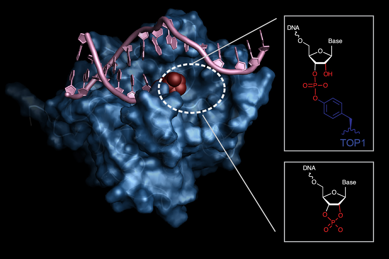 molecular model of the APE2 protein processing DNA damage