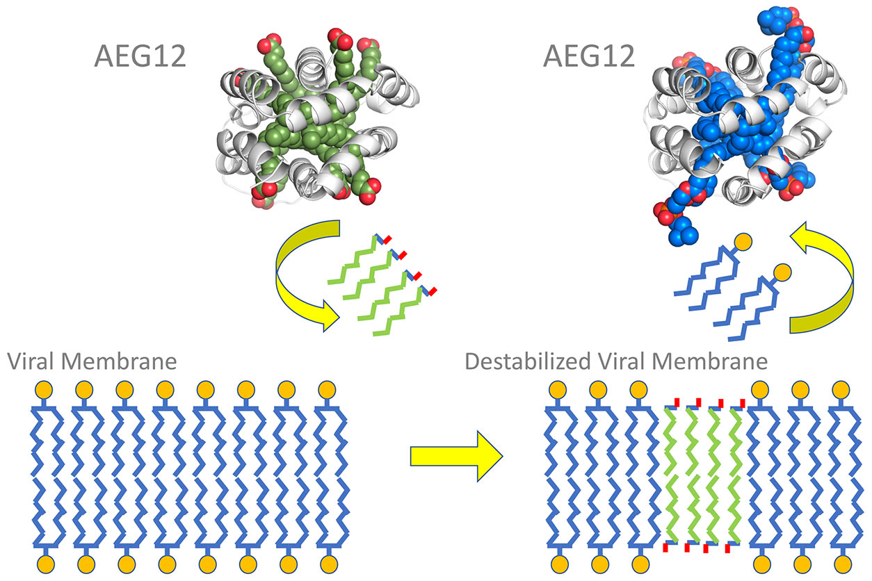 diagram of viral membrane lipid bi-layer and AEG12