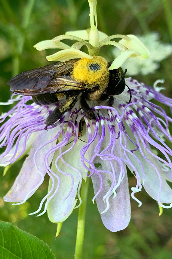 a bee sitting on a purple passionflower