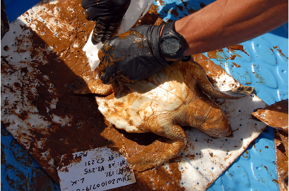 Volunteers help to remove oil from sea turtle