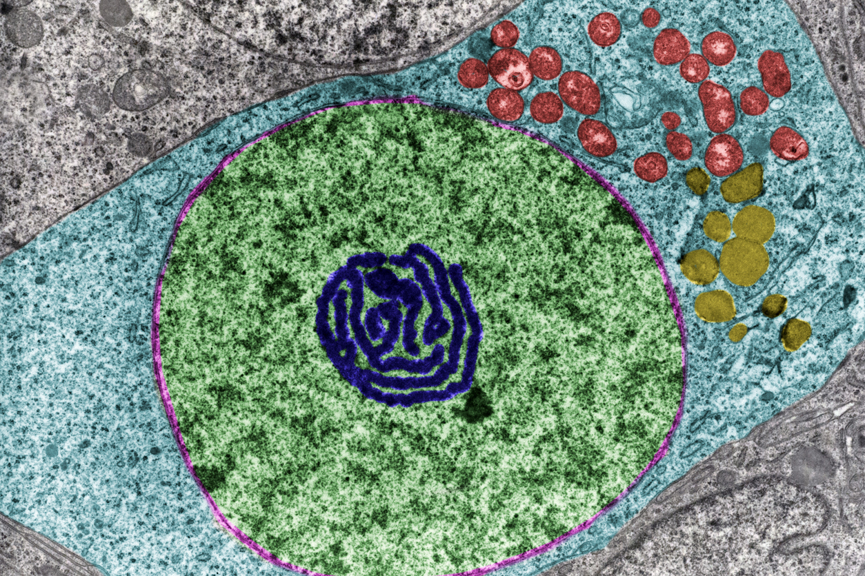 The cell’s nucleus (green) and nucleolus (dark blue)