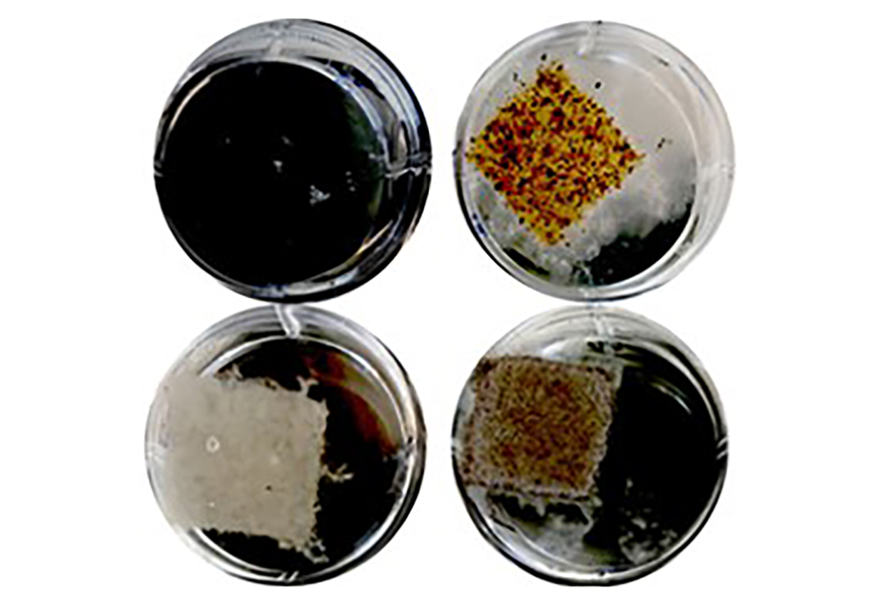 Four petri dishes