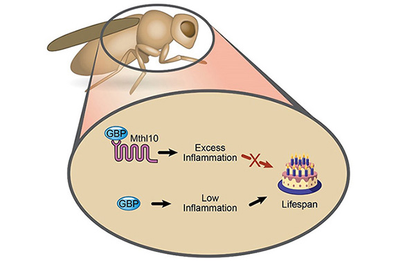 The binding of GBP to Mthl10 promotes inflammation