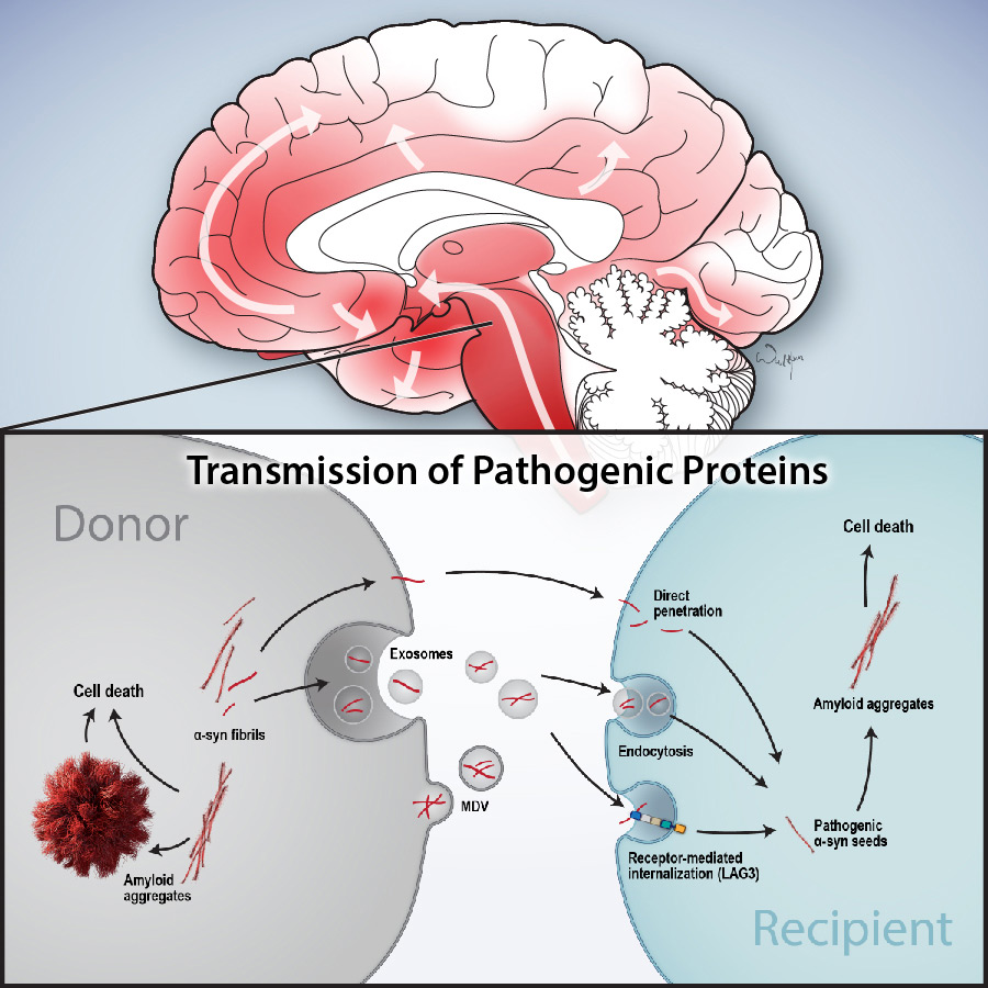 illustration of Transmission of Pathogenic Proteins