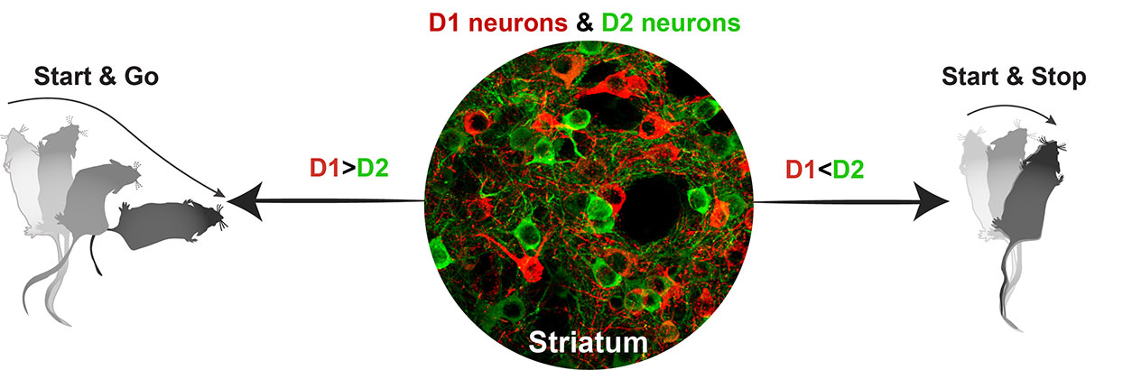 D1 red neurons and D2 green neurons controlling movement