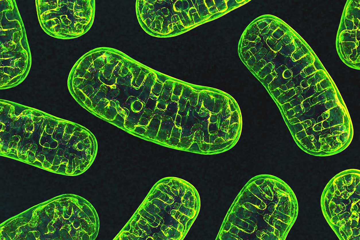 mitochondria-3D illustration