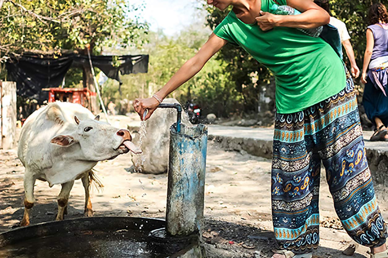 cow and a woman share a well