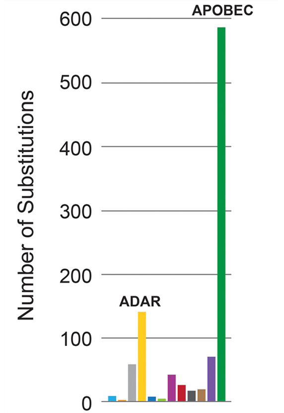 bar chart showing APOBEC enzymes produced nearly six times as many mutations as ADAR enzymes in rubella viruses from patients with PID