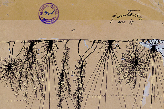 Drawing by Santiago Ramón y Cajal