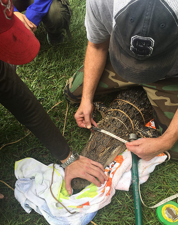 research team collecting blood samples from an alligator