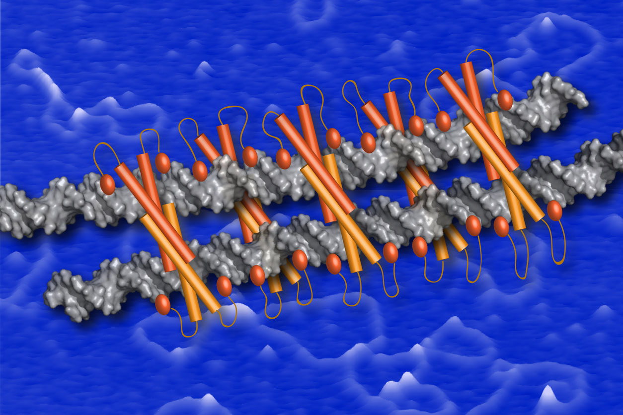 Model for Ctp1-DNA bridging filament is depicted as orange Ctp1 protein tetramers bound to silver DNA strands