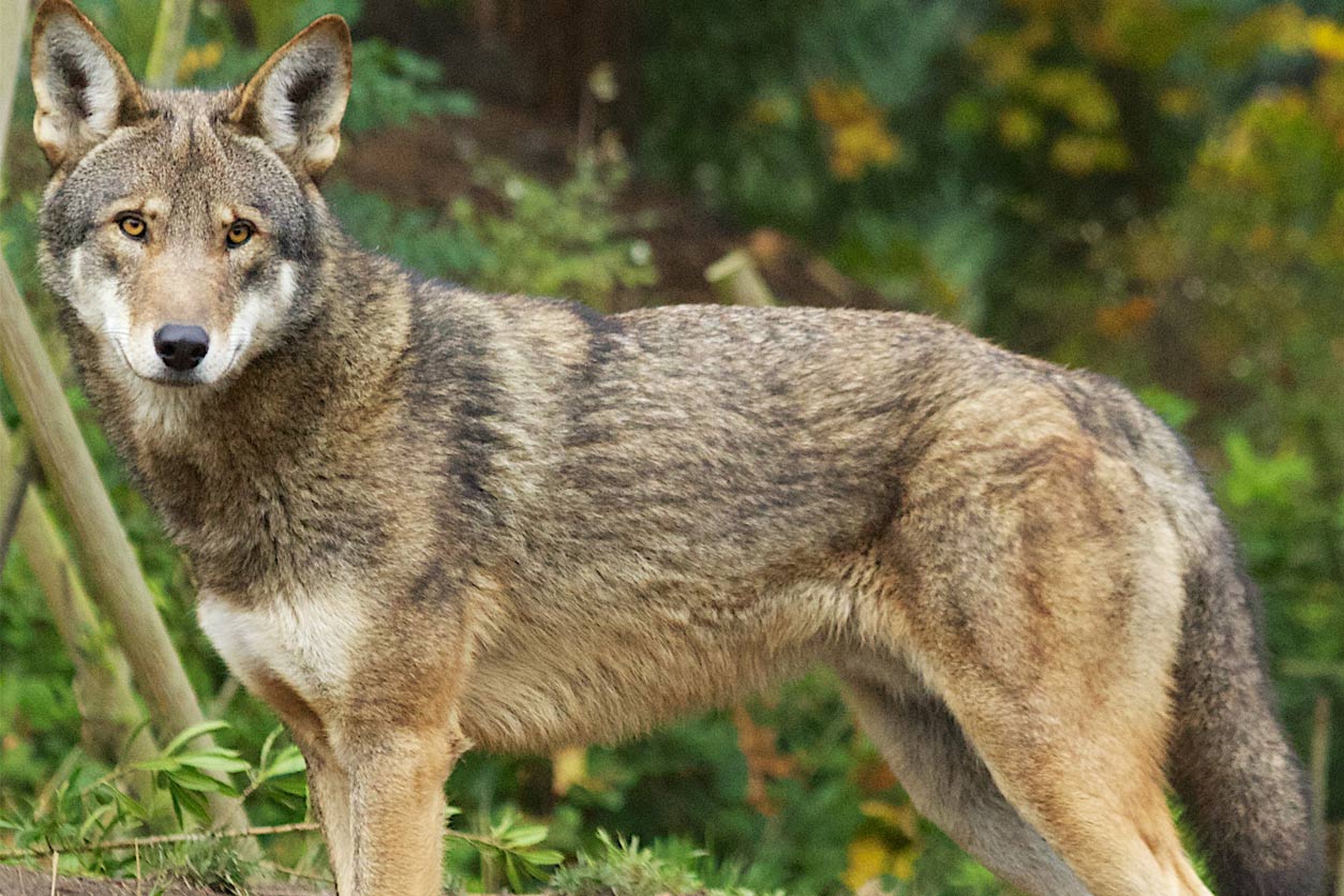 Captive red wolf in 2013, Washington