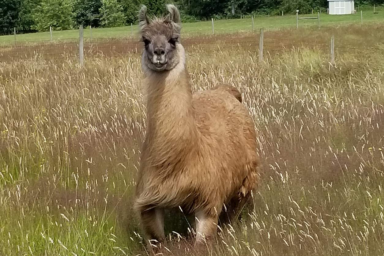 Cormac, the llama