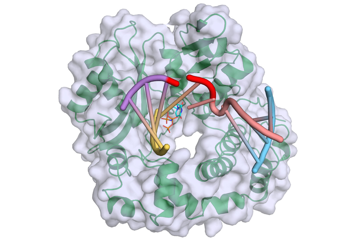 Polymerase mu binds and bridges a DNA double-strand break