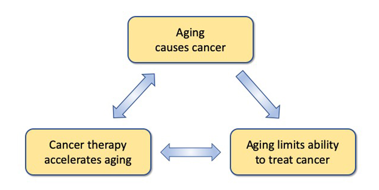 Aging causes cancer <-> Aging limits ability to treat cancer <-> Cancer therapy accelerates aging