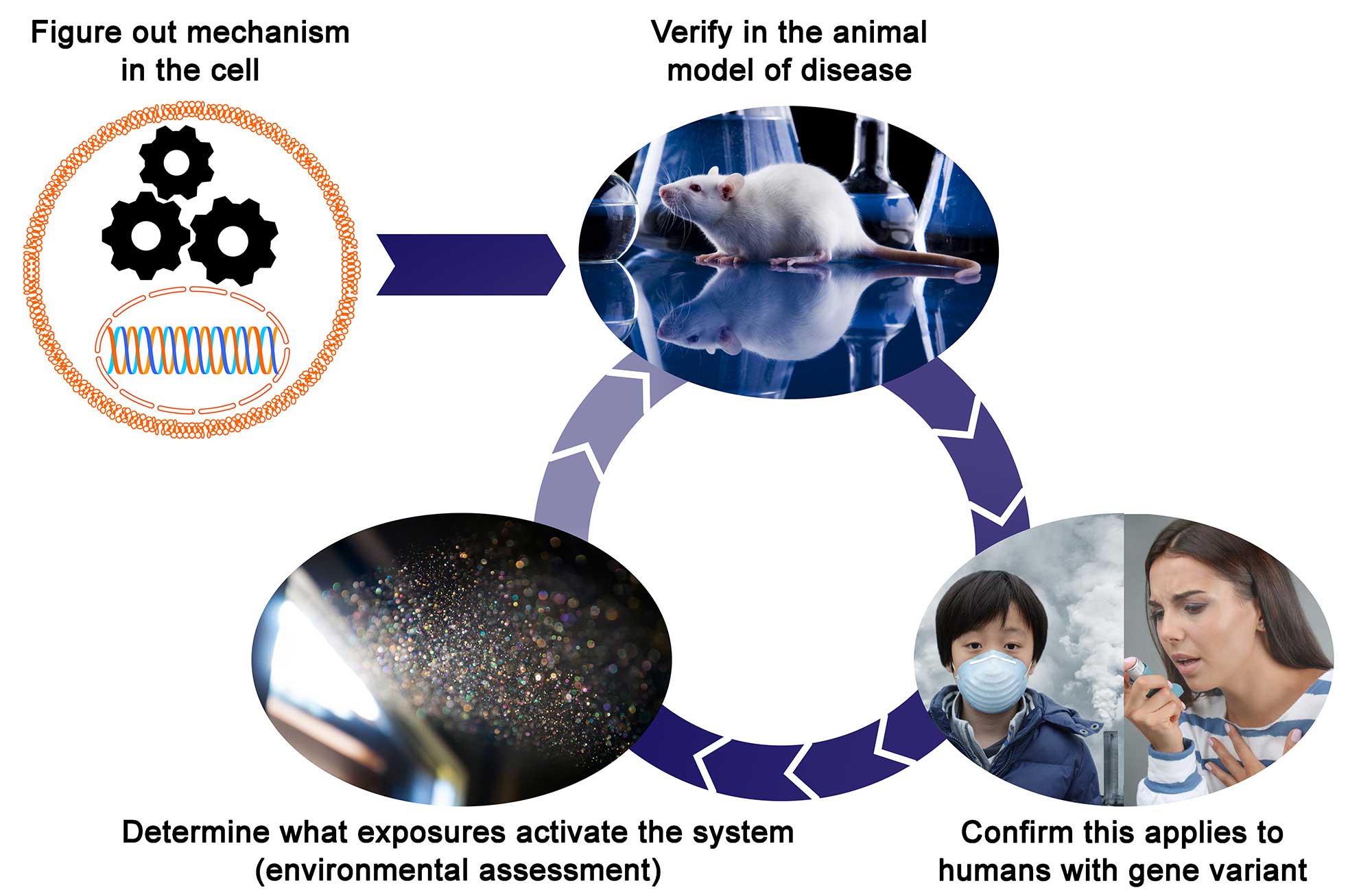 Figure out mechanism in the cell, Verify in the animal model of disease, Determine what exposures activate the system (environmental assessment), Confirm this applies to the humans with gene variant