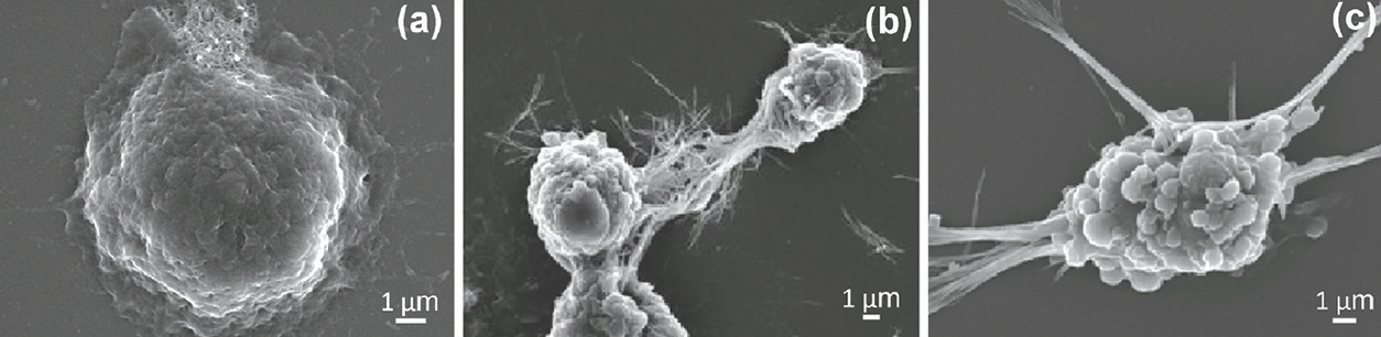 scanning electron micrographs showing cells exposed to shorter nanorods and longer nanowires