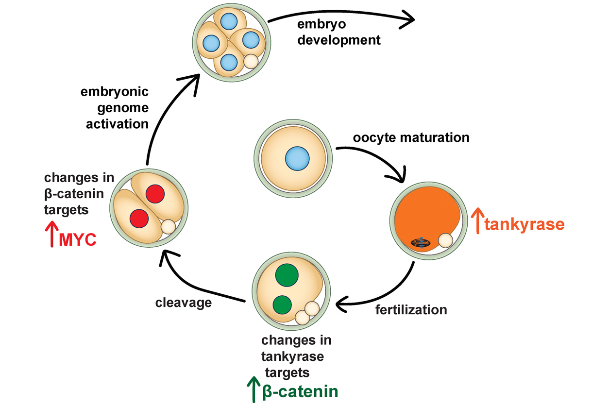 process of Tankyrase to embryo development