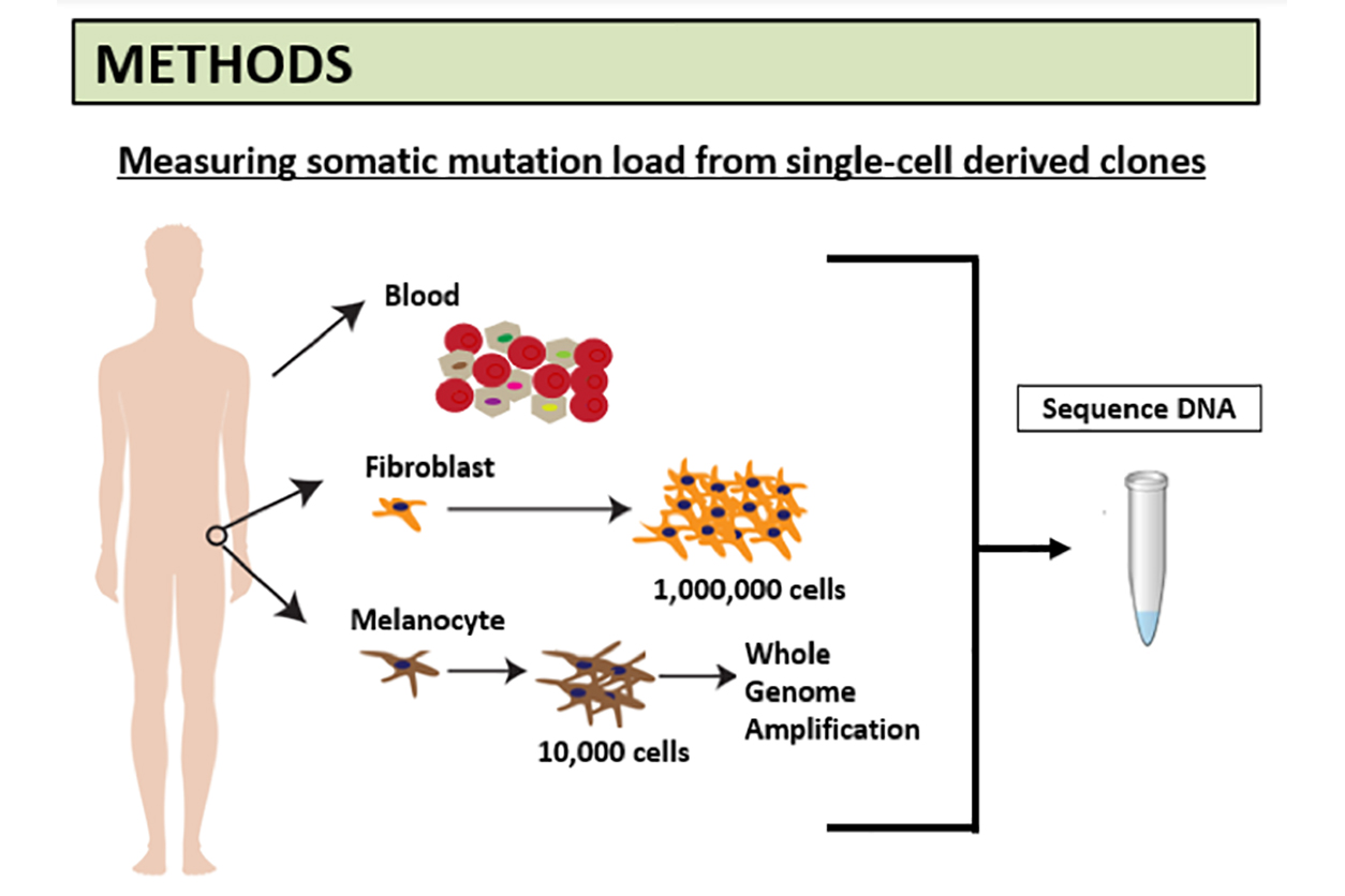 Methods, Measuring somatic mutation load from single-cell derived clones