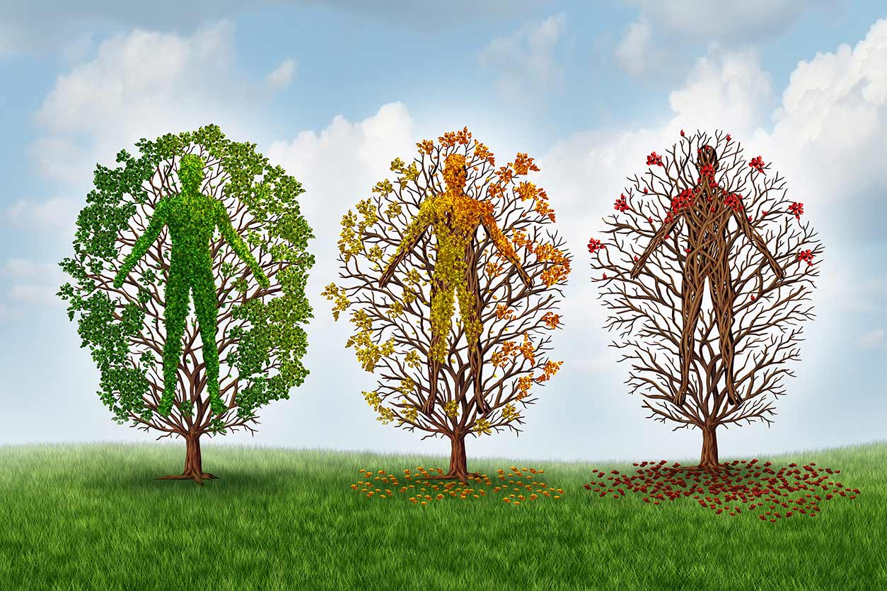 human aging concept shown with 3 trees