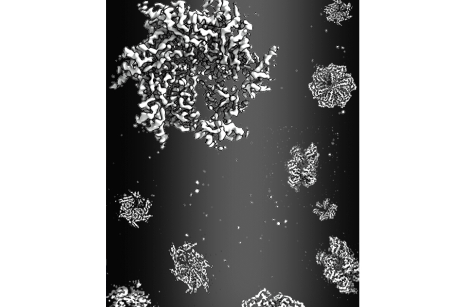 cryo-electron microscopy snapshots of Rix7