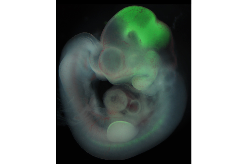 En1-expressing cells (green) in a mid-gestation mouse embryo