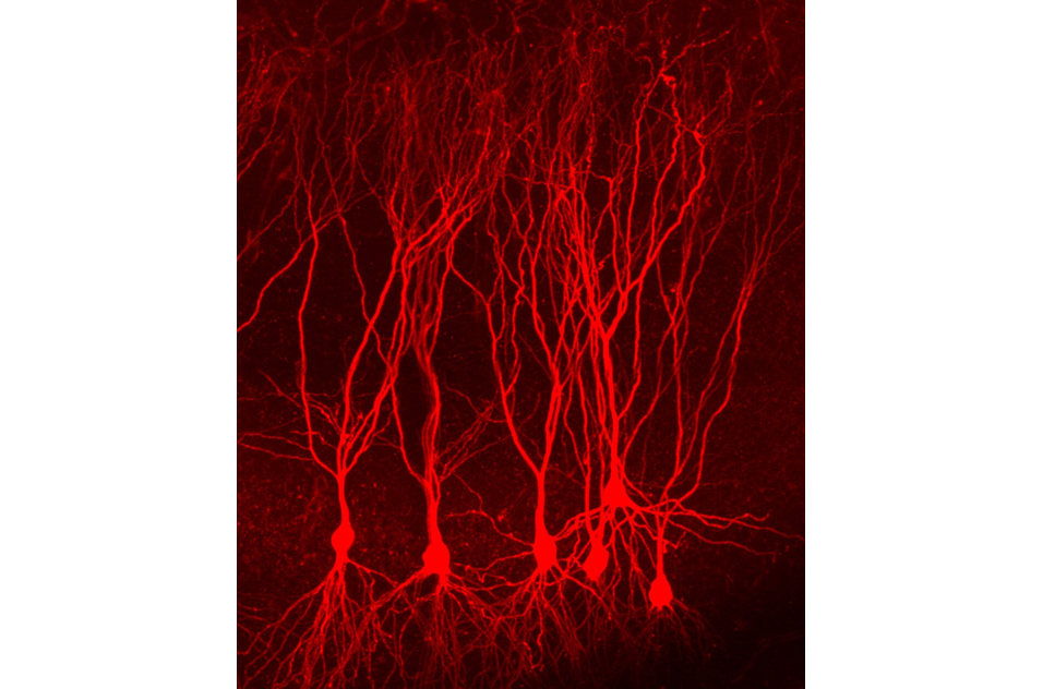 mouse hippocampal area