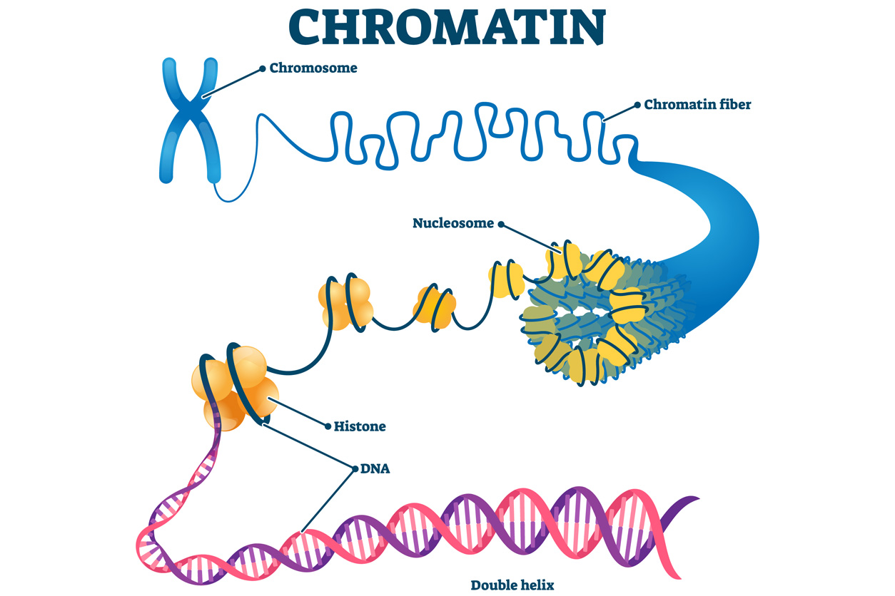 Chromatin fiber