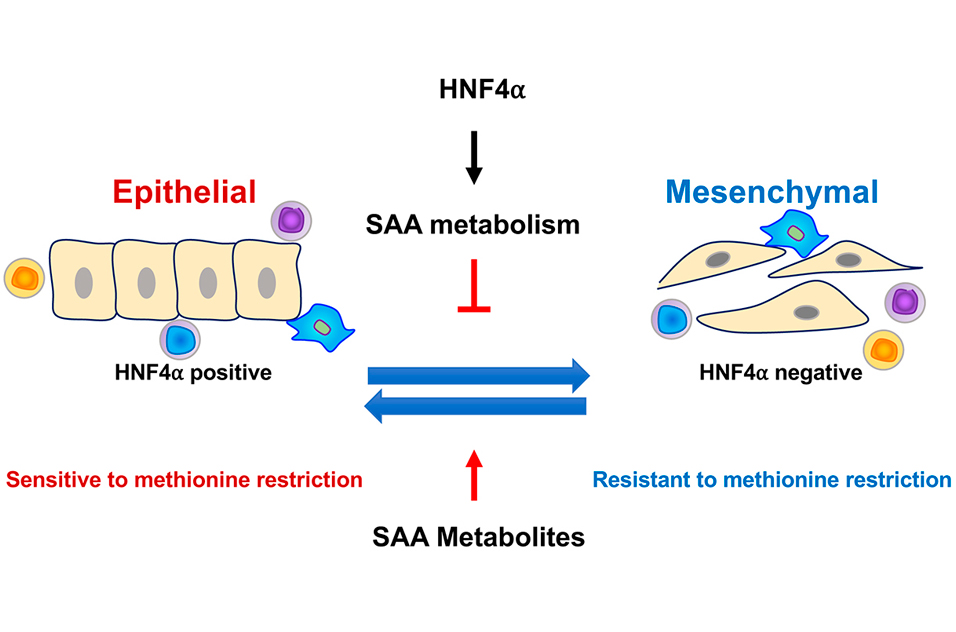 SAA metabolism and breakdown