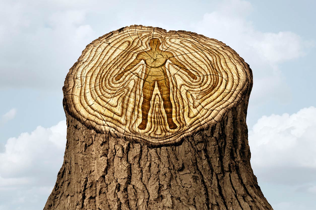 tree stump with human body in the tree rings