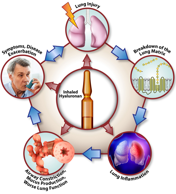 Chronic Obstructive Pulmonary Disease (COPD) cycle and inhaled hyaluronan interference
