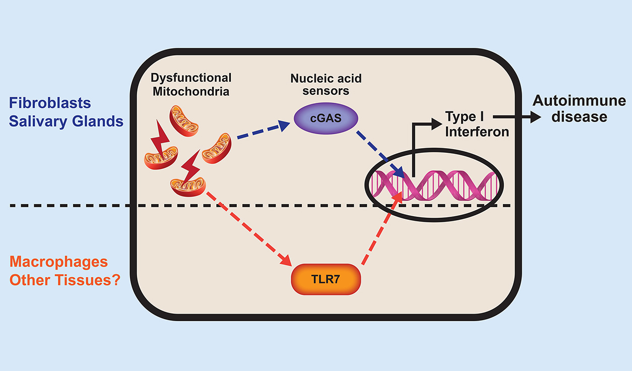 DNA and RNA breaking out of mitochondria and type 1 interferon production