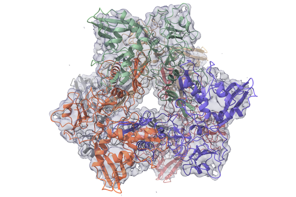 cryo-EM top view of the Nsp15 enzyme