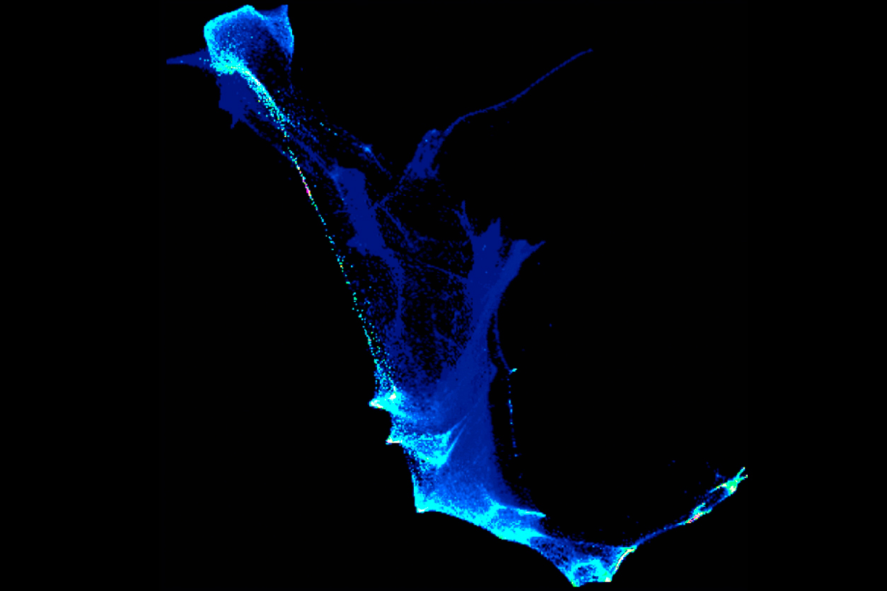cell lineage map depicts zebrafish cell differentiation during early development