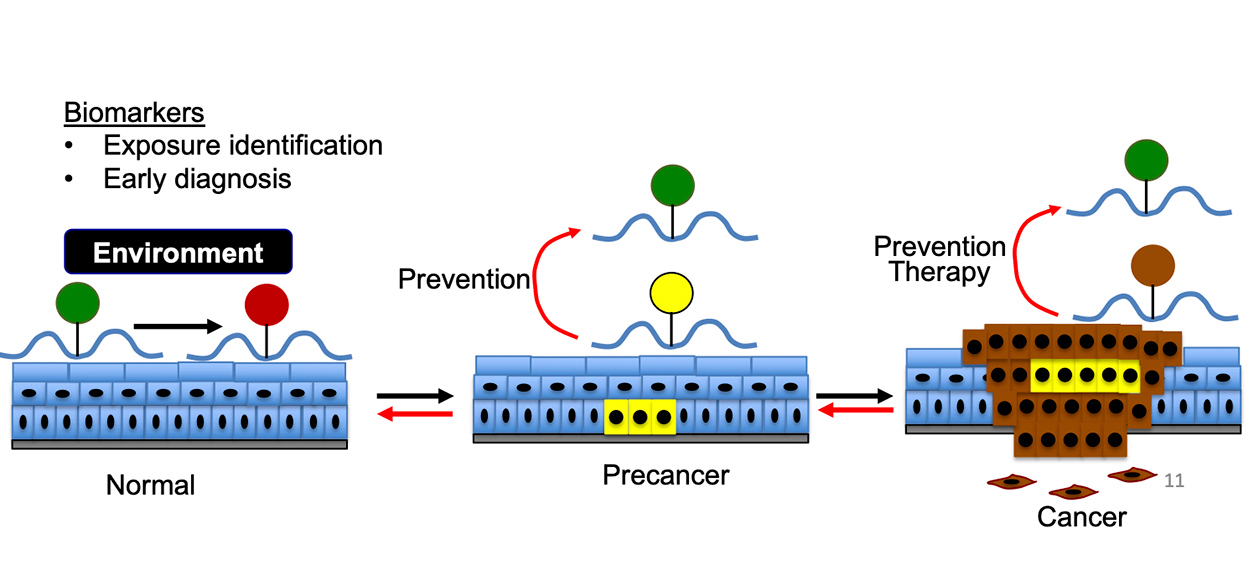 diagram of RNA modifications in tumor development