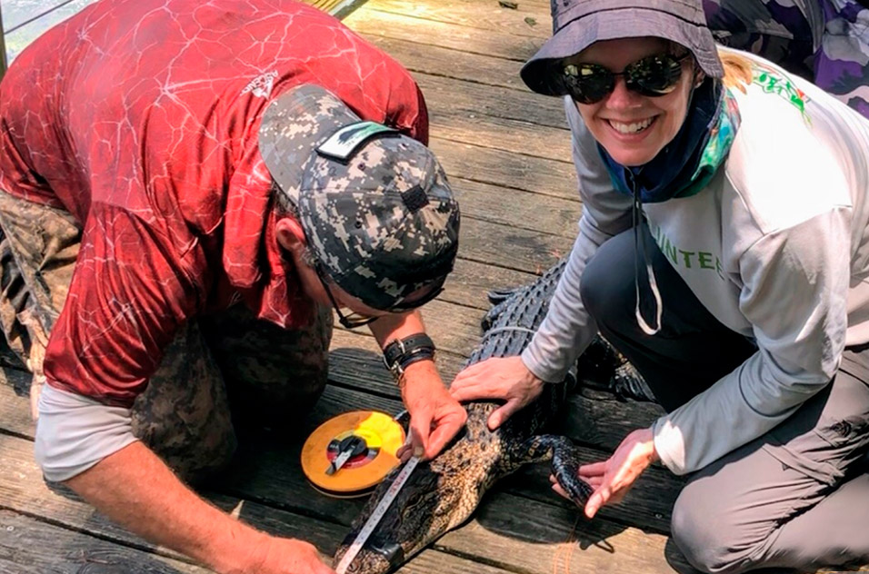 MaKayla Foster helps measure a baby alligator