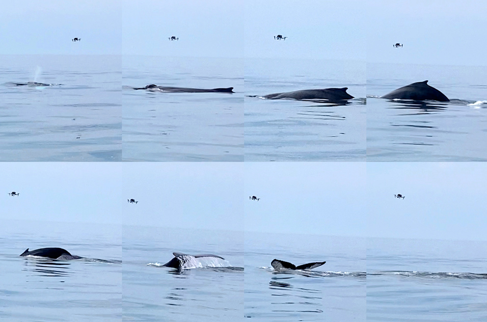 multiple images of a diving humpback whale