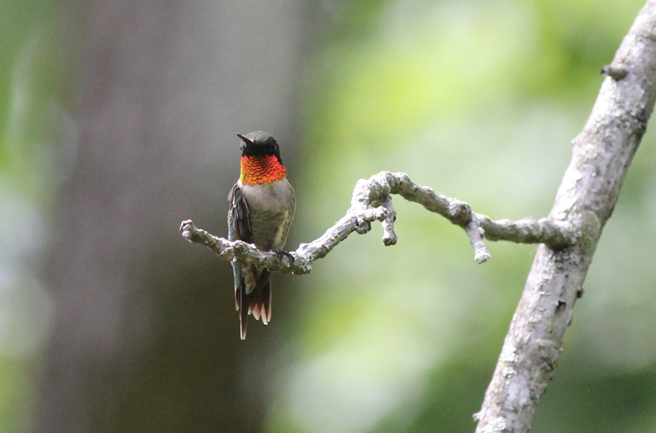 ruby-throated hummingbird on a branch